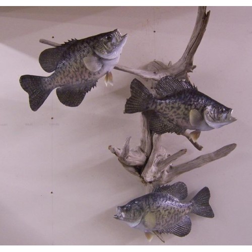 Crappie Half Sided Fiberglass Fish Mount (18 inch)